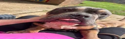 American Bulldog dogs for sale: Pocket bully  - Advert 1