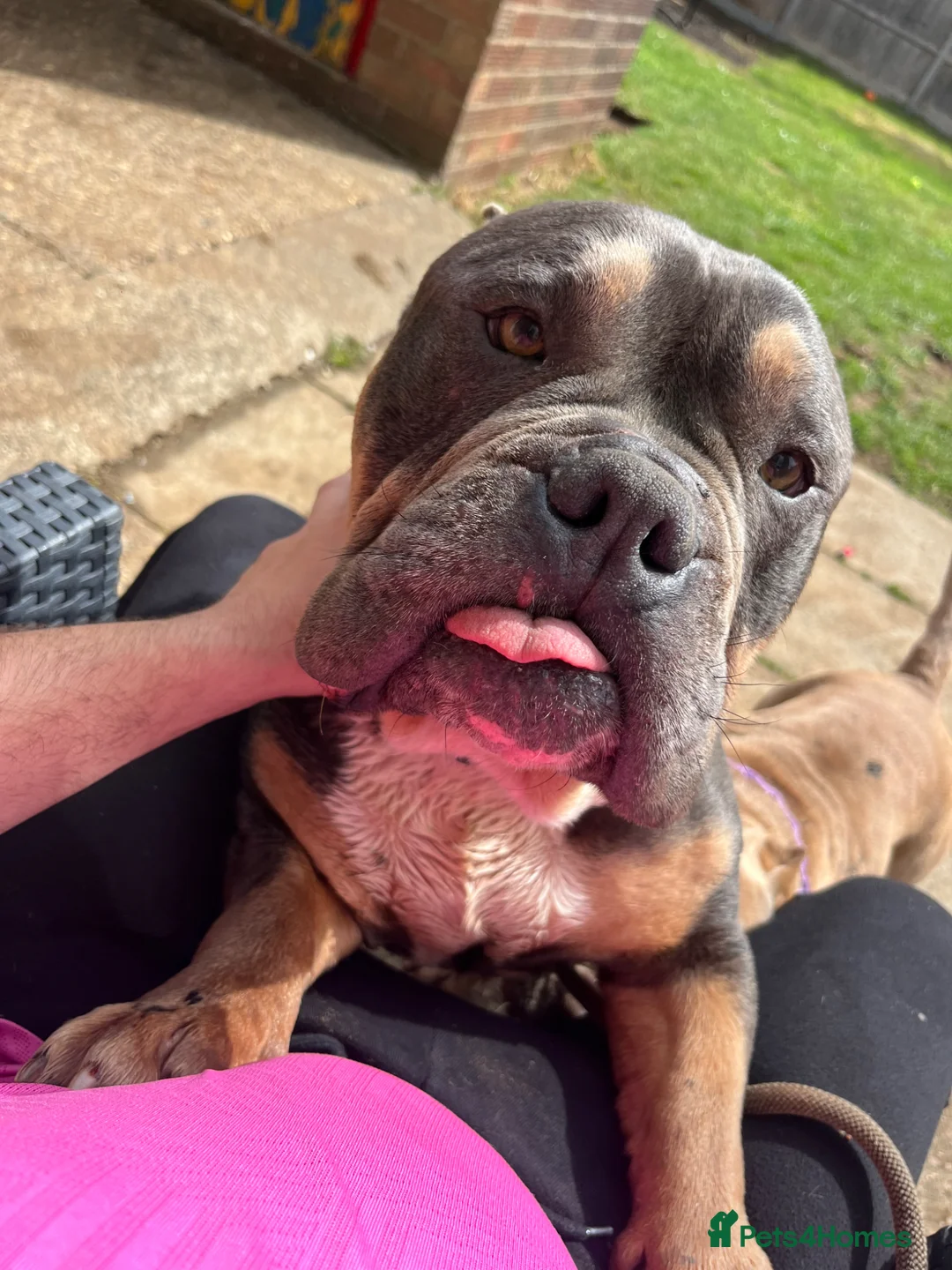 American Bulldog dogs for sale: Pocket bully  - Advert 1