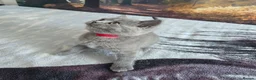 British Shorthair cats for sale: British Shorthair Kittens  - Advert 4