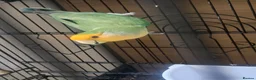 Lovebirds birds for sale: Single Female Lovebird in London - Advert 11