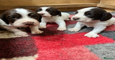 English Springer Spaniel dogs - Advert 5