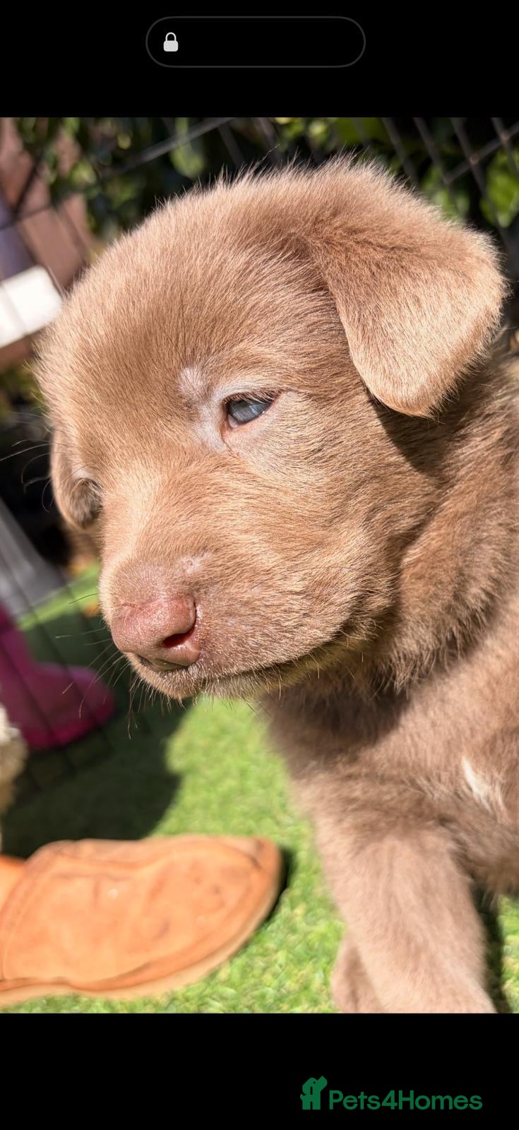 Sheprador dogs Isabelle German Shepherd x yellow lab puppies  - Advert 2