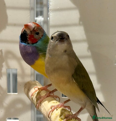 Finches birds - Advert 2