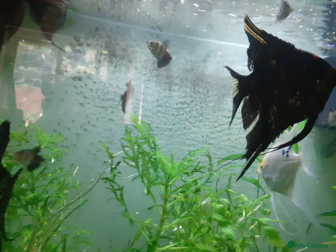 Angelfish fish for sale: Angel fish, large multicoloured mixed sex - Image 3