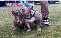 American Bully dogs for sale: ( Micro Bullys) - Image 4