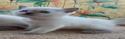 British Shorthair cats for sale: Stunning BSH Blue eyed Colour Point Kittens - Advert 16