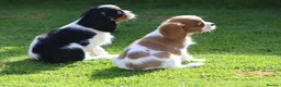 Cavalier King Charles Spaniel dogs for sale: Beautiful Cavalier King Charles Spaniel puppies - Advert 4