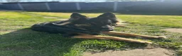 German Shepherd dogs for sale: Loving German Shepherd male - Advert 7