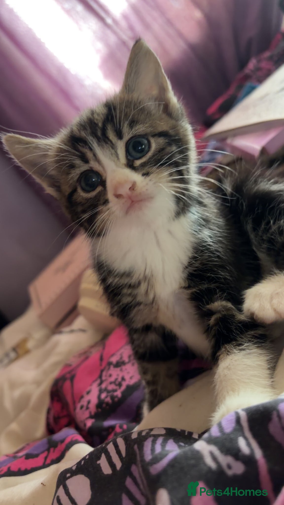 Mixed Breed cats for sale: 5 friendly playful mixed tabby kittens - Advert 16