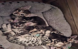Bengal cats for sale: 🌟 Premium Bengal Tica Kittens – 5★Breeder 🌟 - Image 22