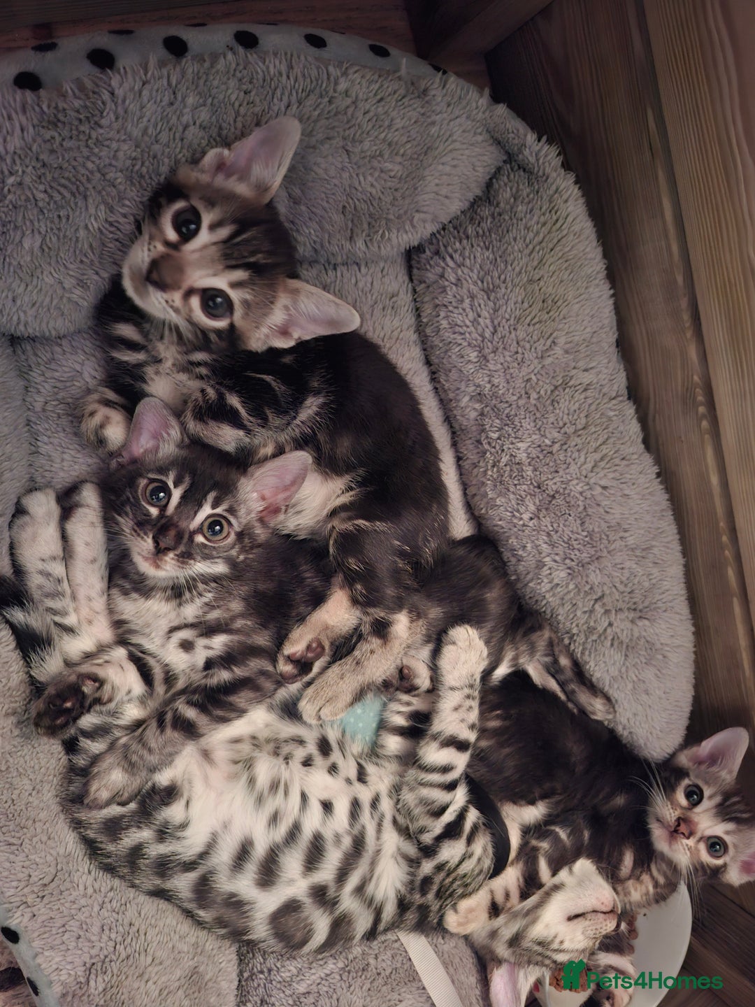 Bengal cats for sale: 🌟 Premium Bengal Tica Kittens – 5★Breeder 🌟 - Image 22