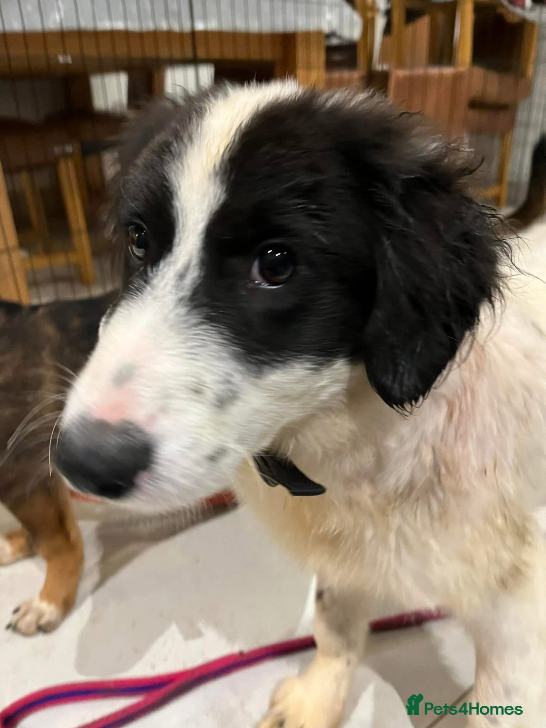 Mixed Breed dogs for adoption: Duke - North Walsham Norfolk  - Advert 5