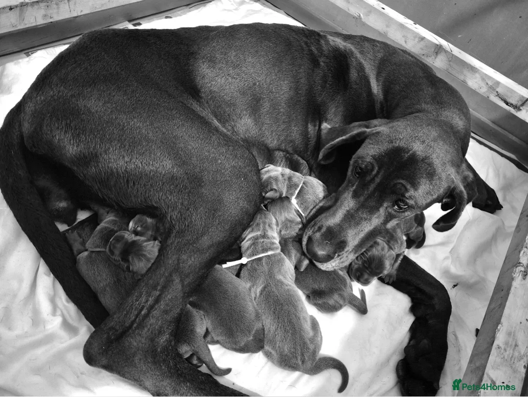 Great Dane dogs for sale: Pedigree Blue Great Dane Babies  - Advert 2