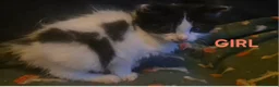 Mixed Breed cats for sale: British blue x Maine coon x domestic short hair  - Advert 7