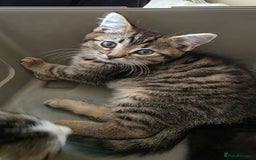 Mixed Breed cats for sale: Adorable kittens  - Image 2