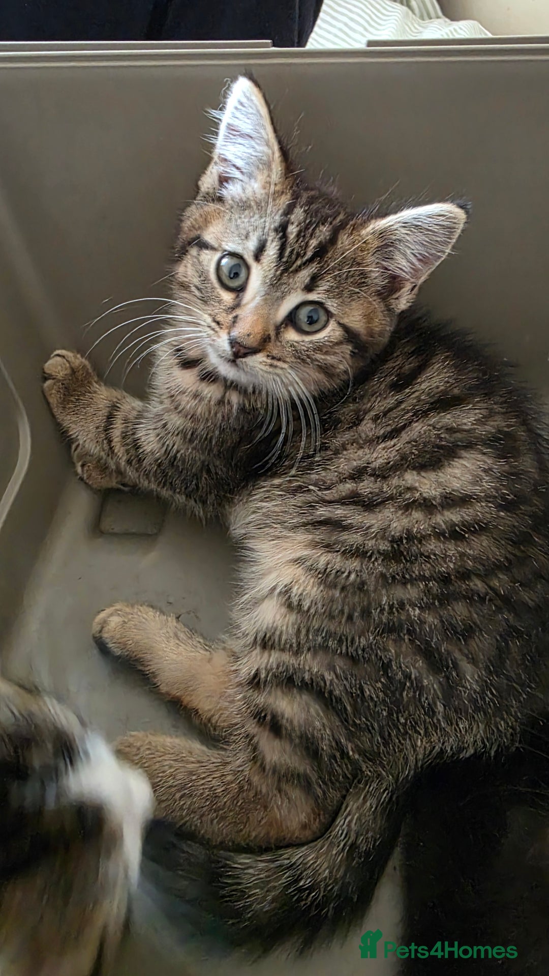 Mixed Breed cats for sale: Adorable kittens  - Image 2