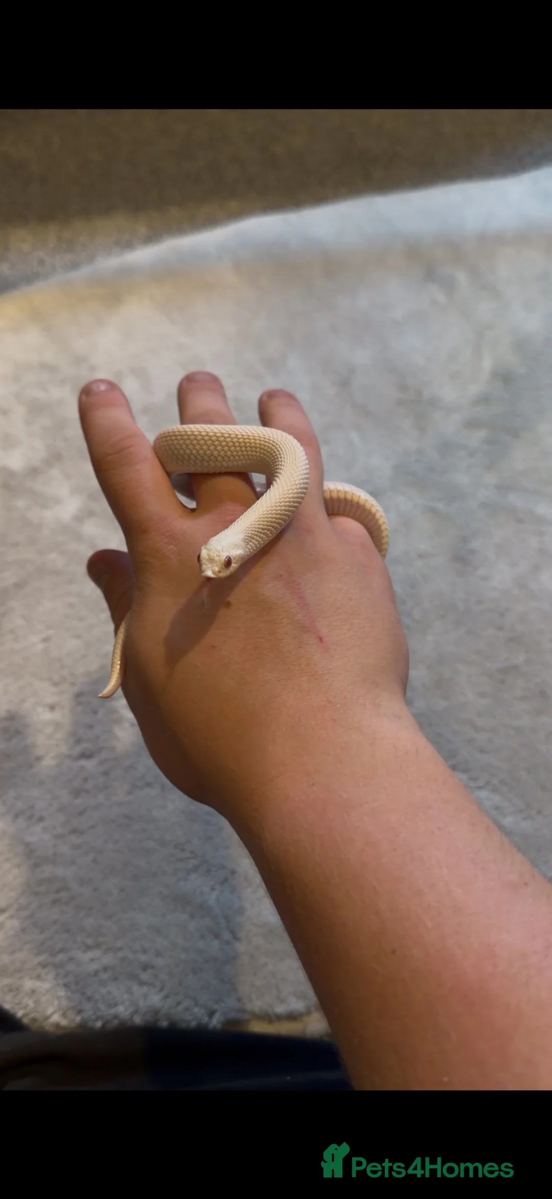 Snake reptiles for sale: Stunning Hognose snake for sale  - Advert 4