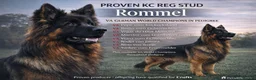 German Shepherd dogs for stud: KC REG FULLY HEALTH TESTED German Shepherd Stud - Advert 8