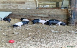 Pig livestock for sale: Big Saddleback Boar  - Image 3