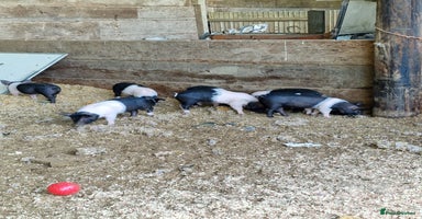 Pig livestock Big Saddleback Boar  - Advert 11