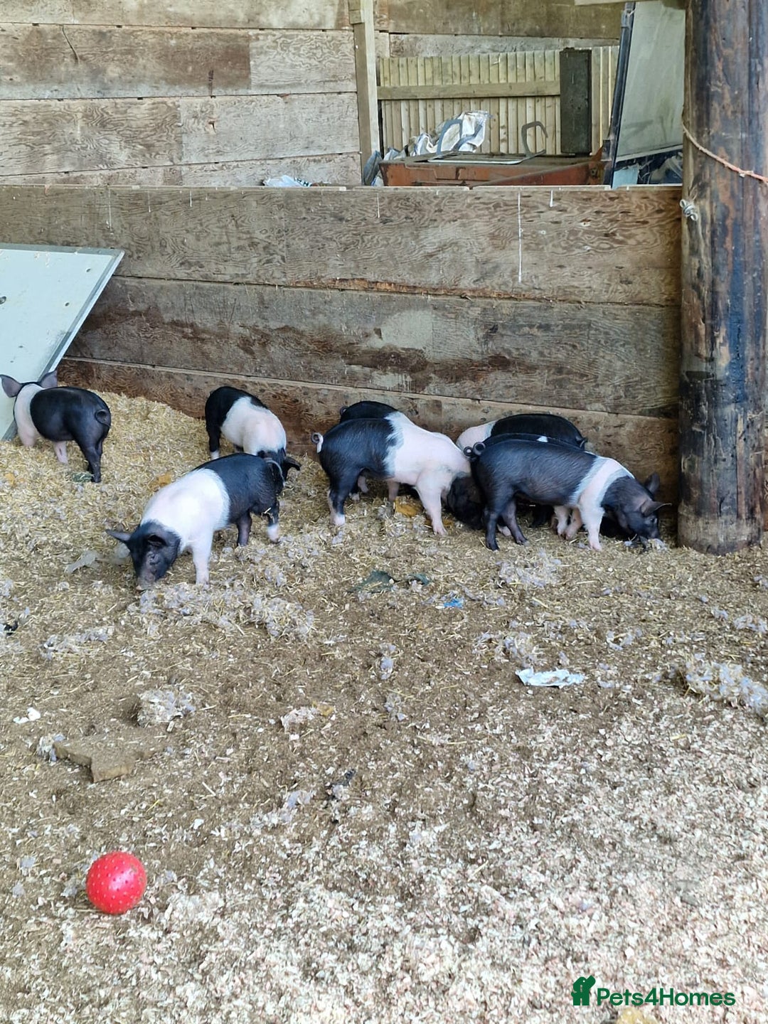Pig livestock for sale: Big Saddleback Boar  - Image 3