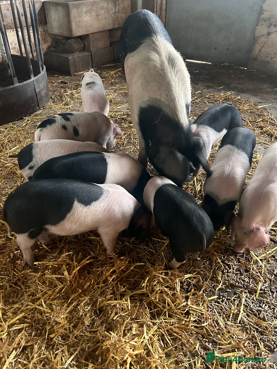Pig livestock for sale: Saddleback x Gloucester old spot piglets Weaners  - Advert 1