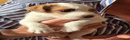 Parson Russell dogs for sale: Two Beautiful Parson Russell puppies - Advert 8