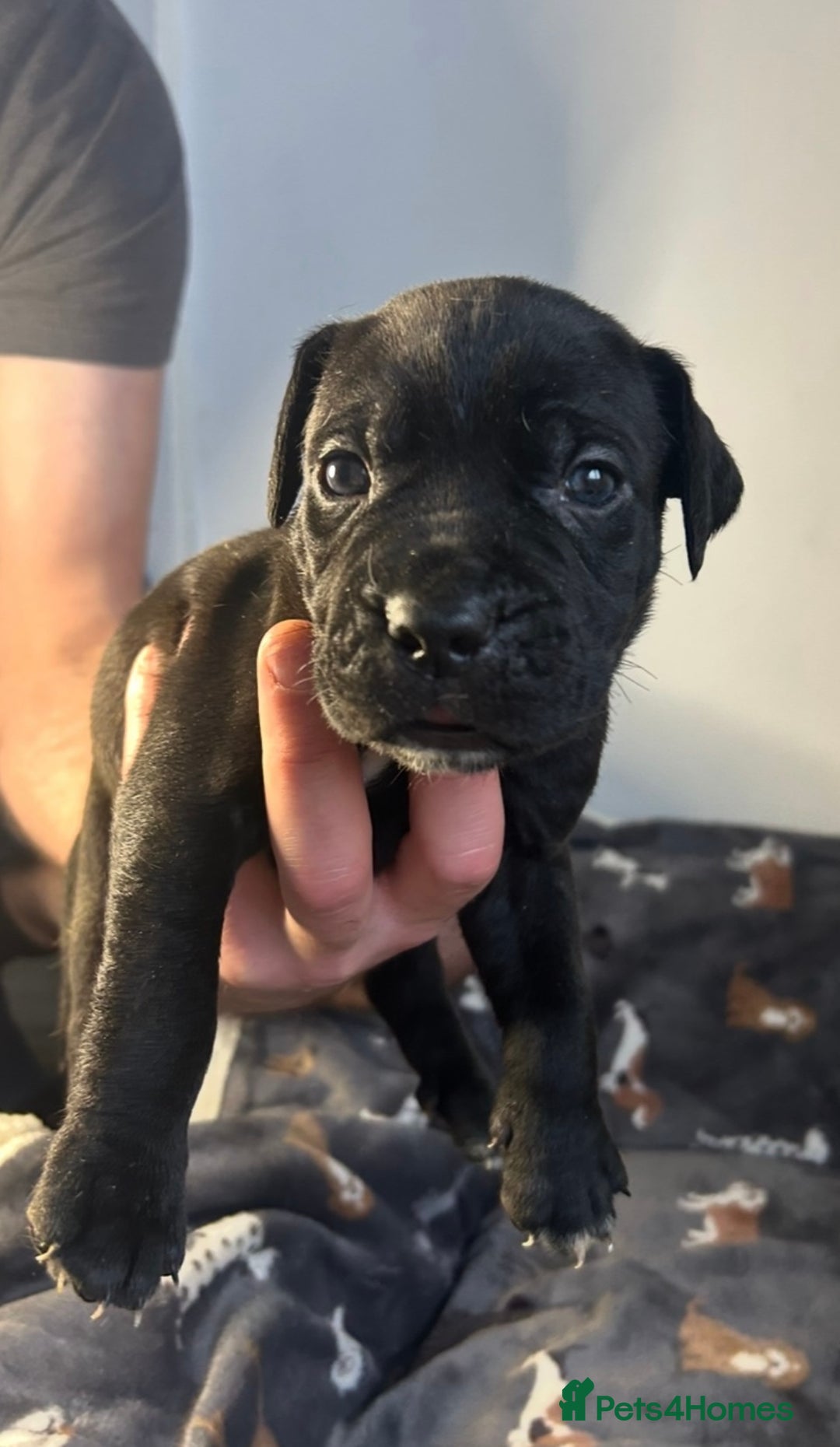 Mixed Breed dogs for sale: mastiff pups🐾 - Advert 12