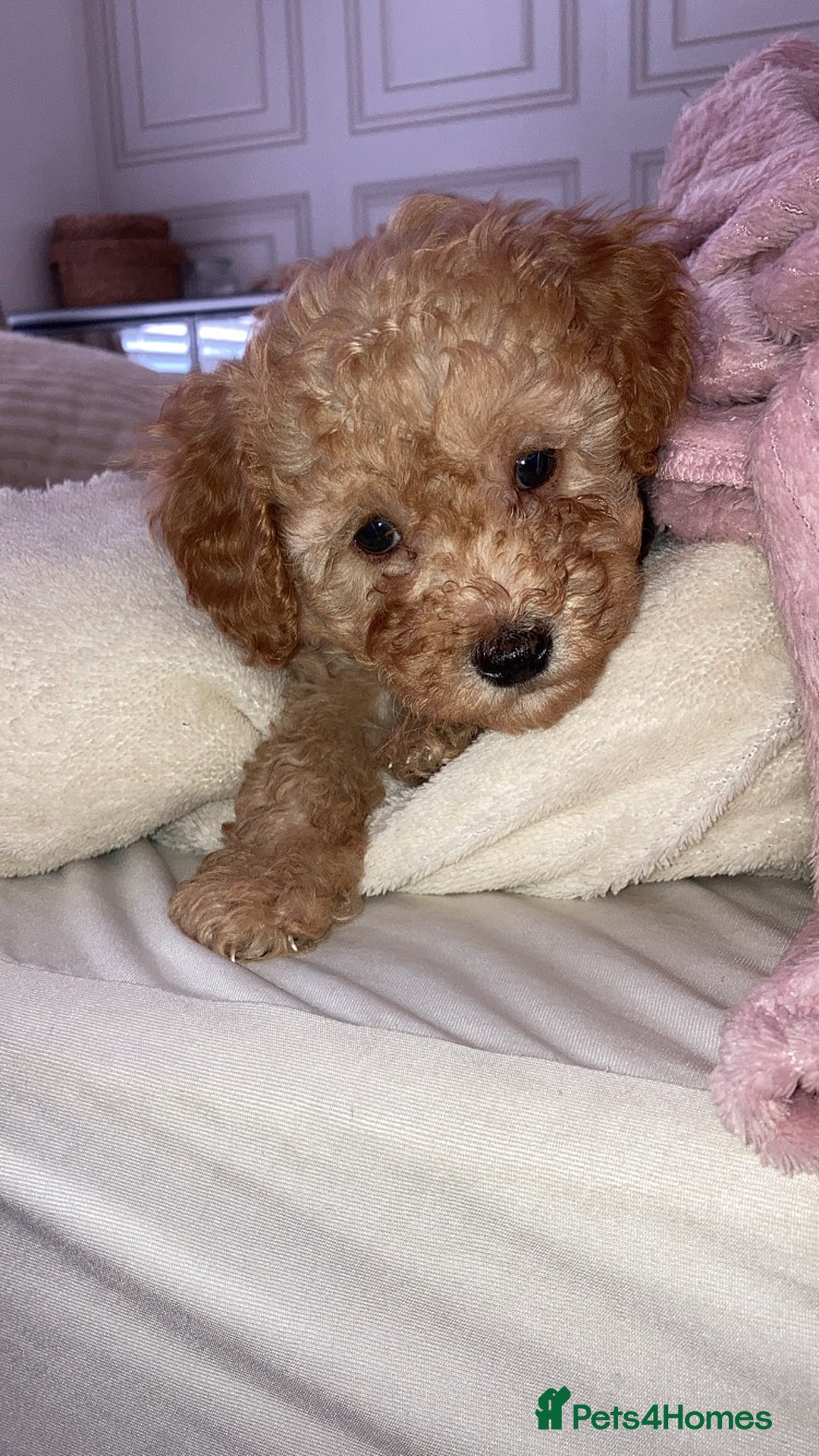 Cavapoo dogs for sale: 2 gorgeous boy cavapoos🐾 - Image 11