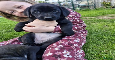 Labrador Retriever dogs - Advert 12