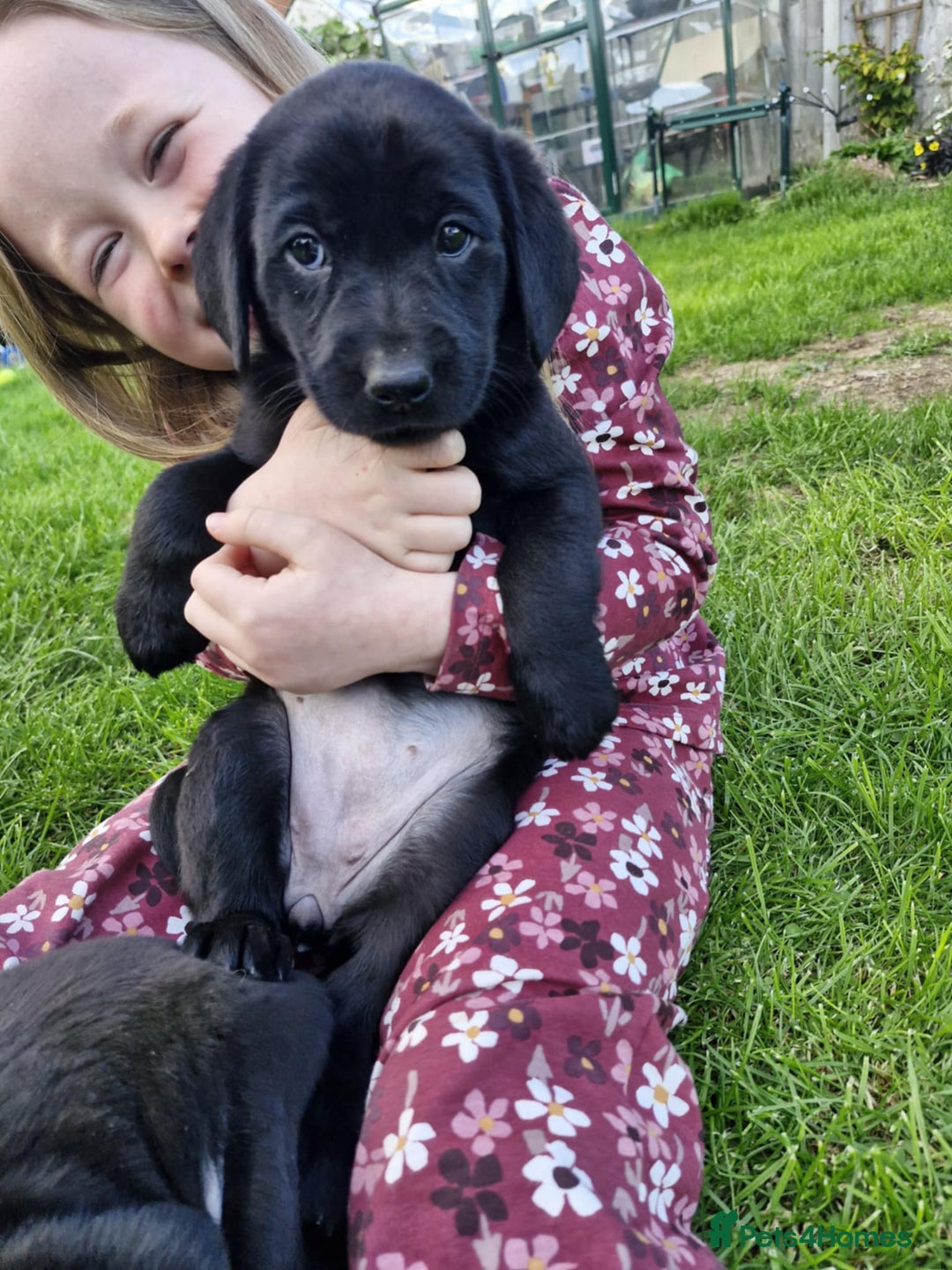 Labrador Retriever dogs for sale: Labrador pups - Image 3
