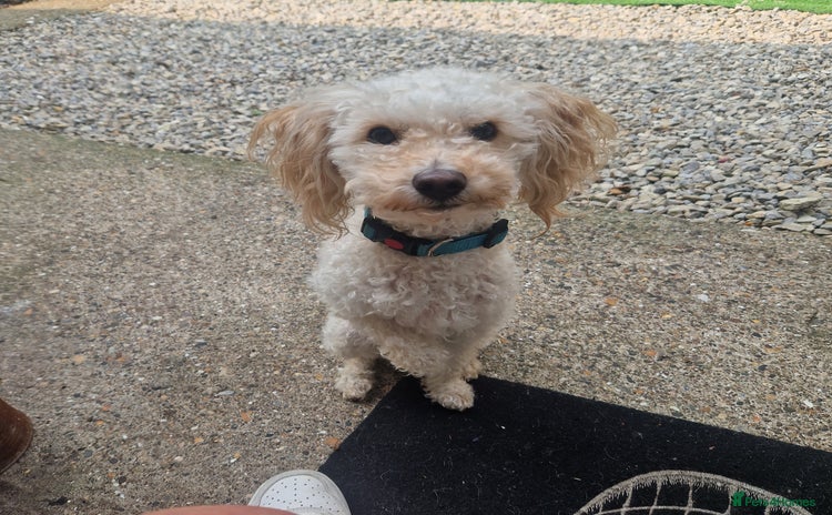 Miniature Poodle dogs - Advert 3