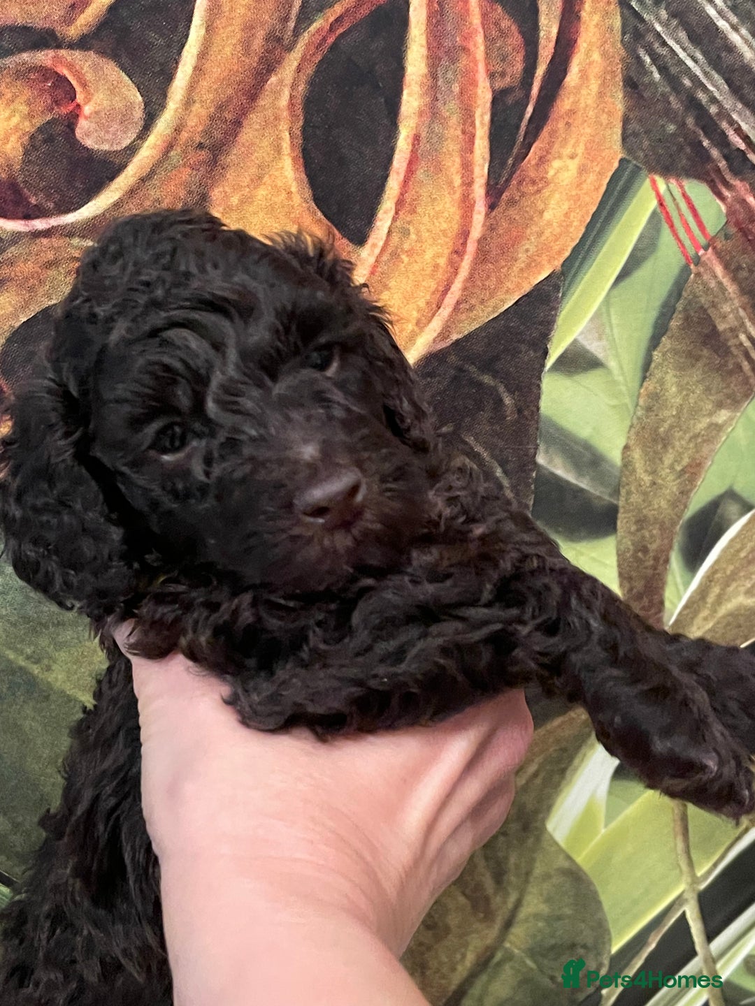 Miniature Poodle dogs for sale: Brown Poodle Puppies Ready Now. Chipped & Checked - Advert 17