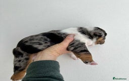 English Bulldog dogs for sale: Beautiful English bulldog puppies  - Advert 5