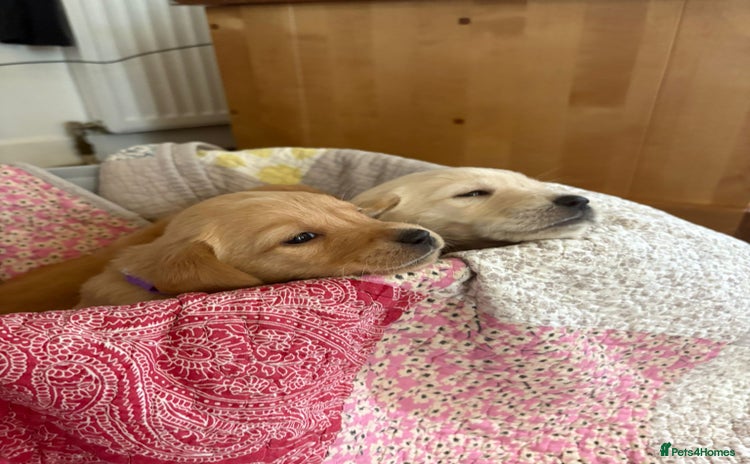 Goldador dogs - Advert 1