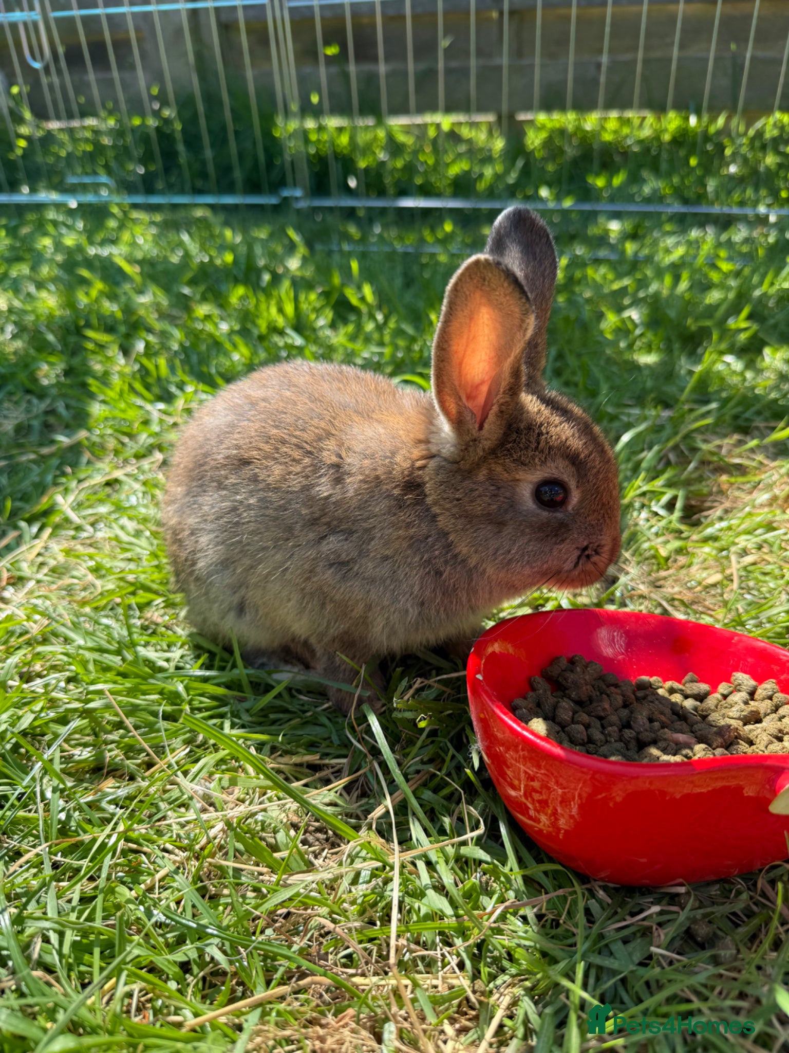 Mixed Breed rabbits 7 baby rabbis for sale  - Advert 2