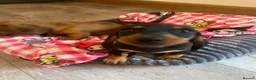Dachshund dogs for sale: Miniature dashund  - Advert 2