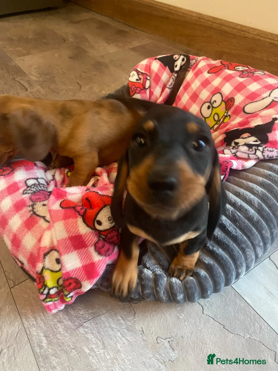 Dachshund dogs for sale: Miniature dashund  - Advert 2