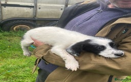 Mixed Breed dogs for sale: Border collie cross puppies  - Image 9