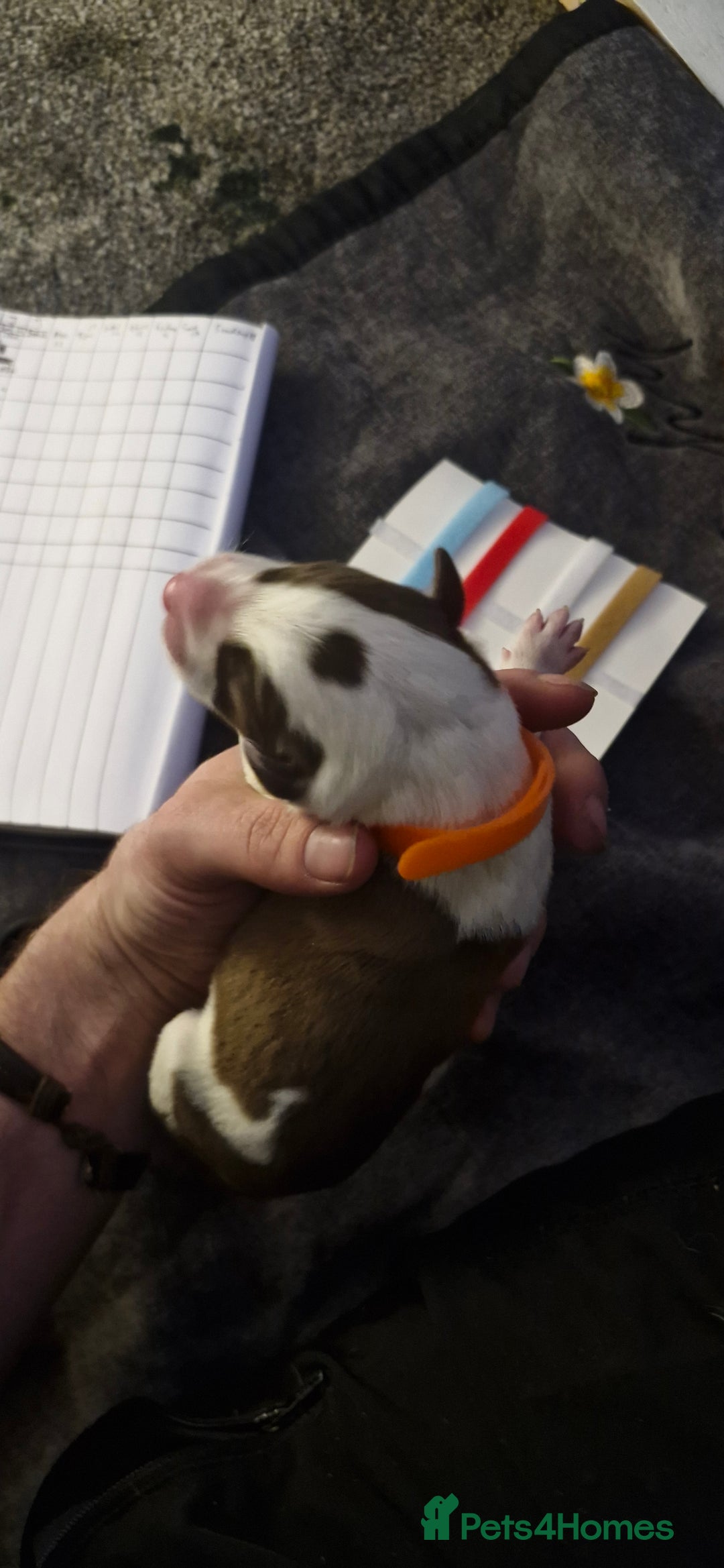 Mixed Breed dogs for sale: Bull grehound x collie (bull lurchers) - Advert 3