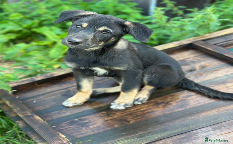 Mixed Breed dogs - Advert 13