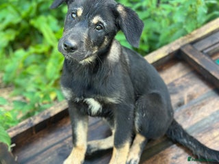 Mixed Breed dogs - Advert 11