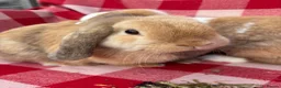 Mini Lop rabbits for sale: Gorgeous Mini Lops  - Advert 11