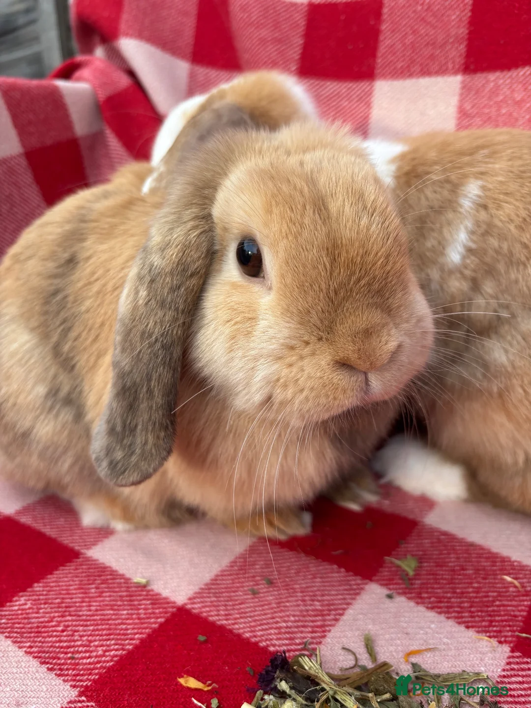 Mini Lop rabbits for sale: Gorgeous Mini Lops  - Advert 11