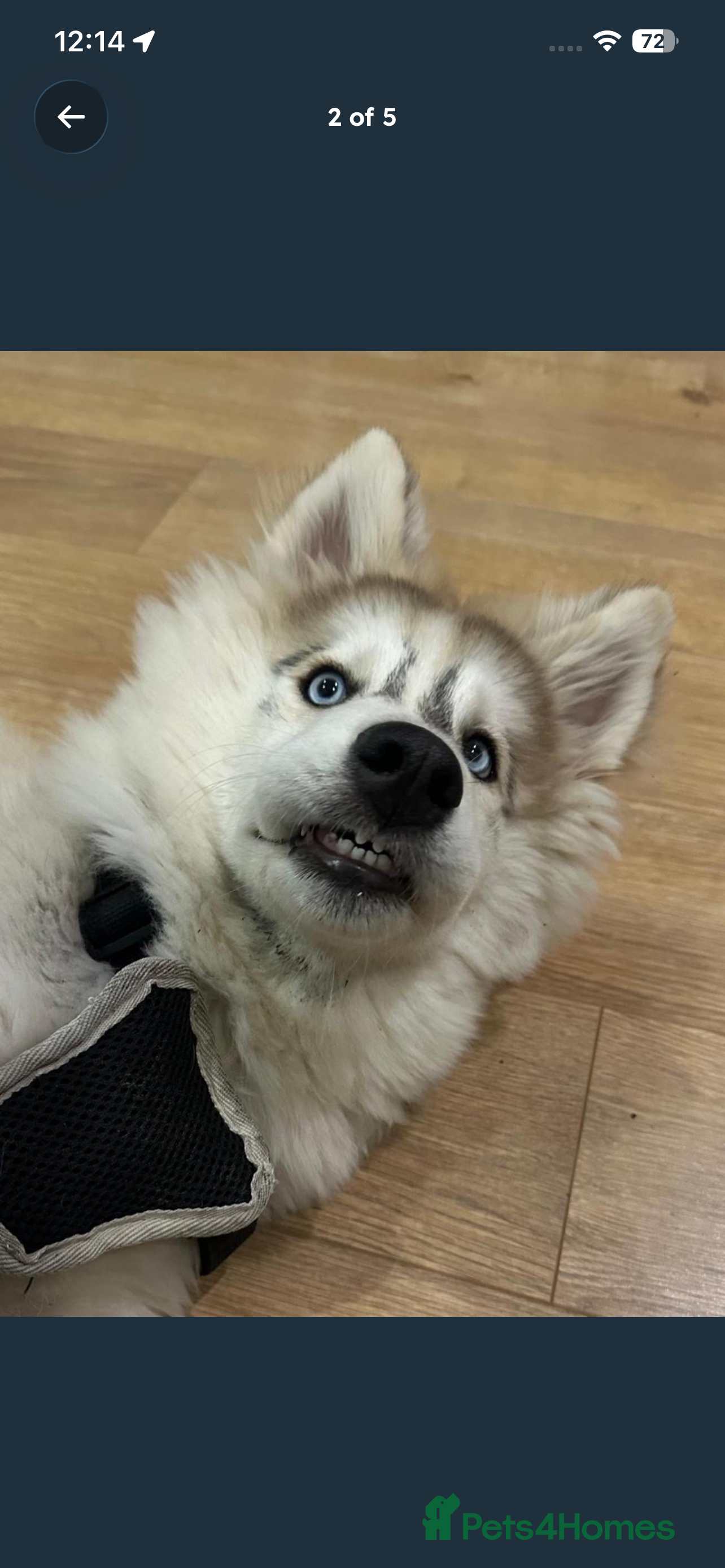 Siberian Husky dogs Siberian Husky  - Advert 1