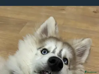 Siberian Husky dogs Siberian Husky - Advert 2