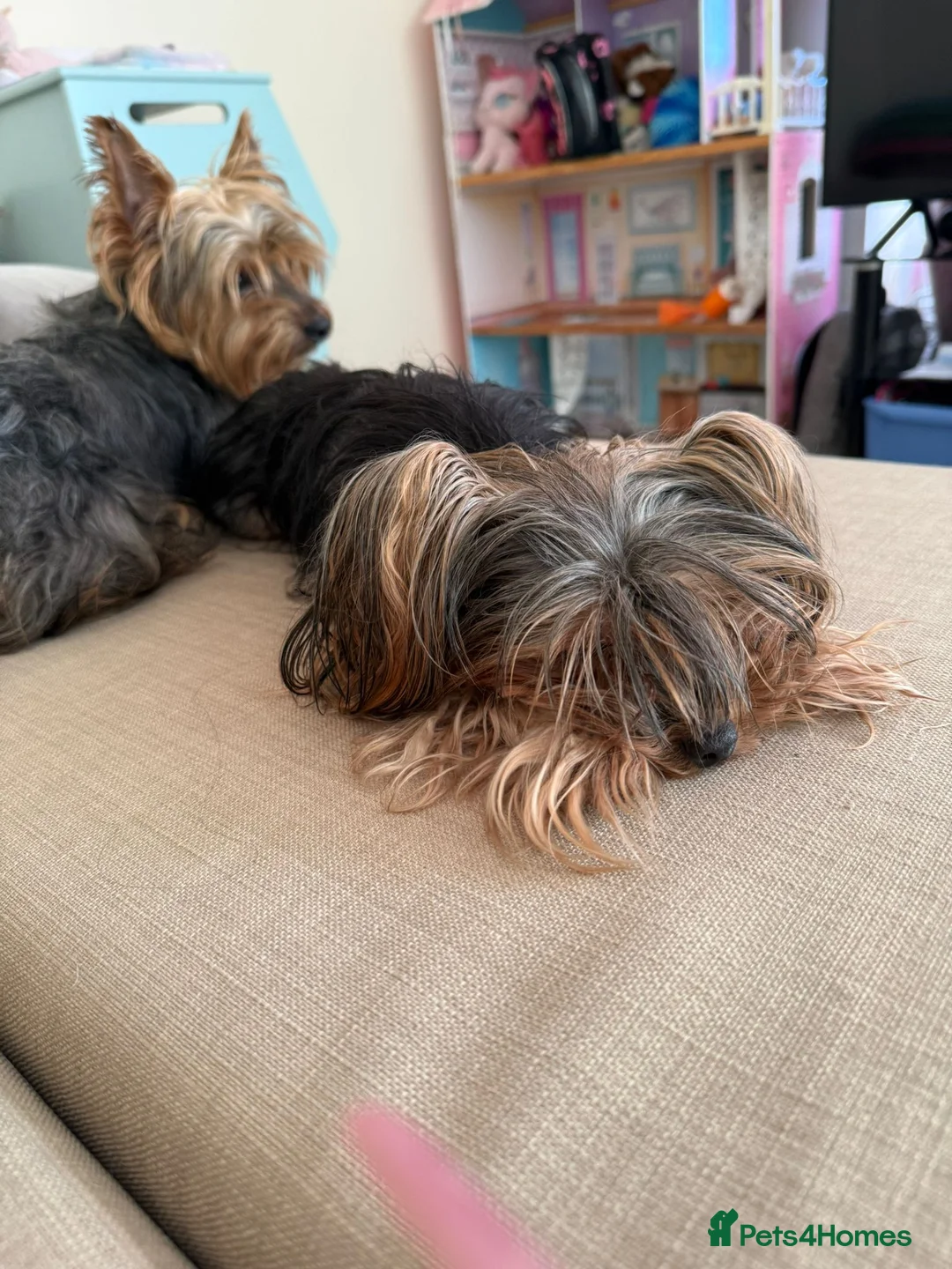Yorkshire Terrier dogs for sale: Lovely Angels boys in Guildford - Advert 9