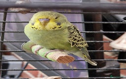 Budgerigars birds for sale: baby budgerigar - Image 6
