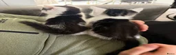 Mixed Breed cats for sale:  half ragdoll kittens for sale 2 male  in Glasgow - Advert 4