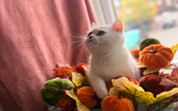 British Shorthair cats for sale: Gorgeous White British Shorthair Girl  - Image 13
